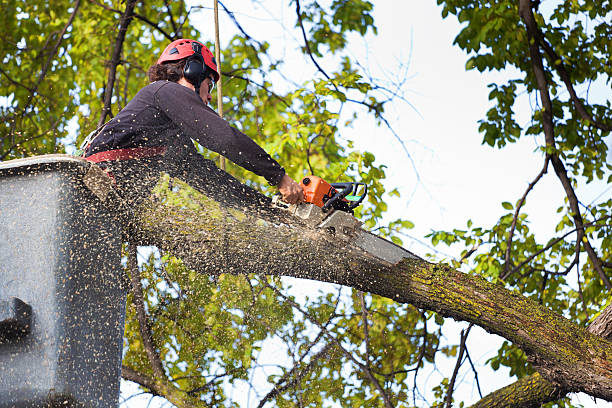 Best Tree Mulching  in Pocahontas, IA